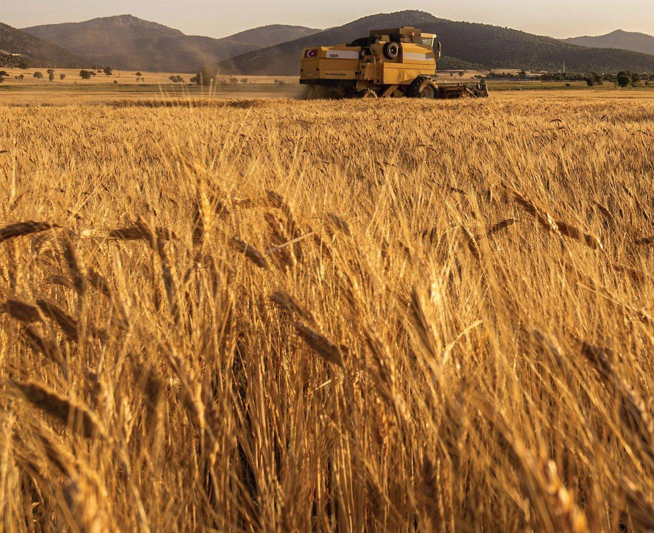 A golden wheat field ready for harvest