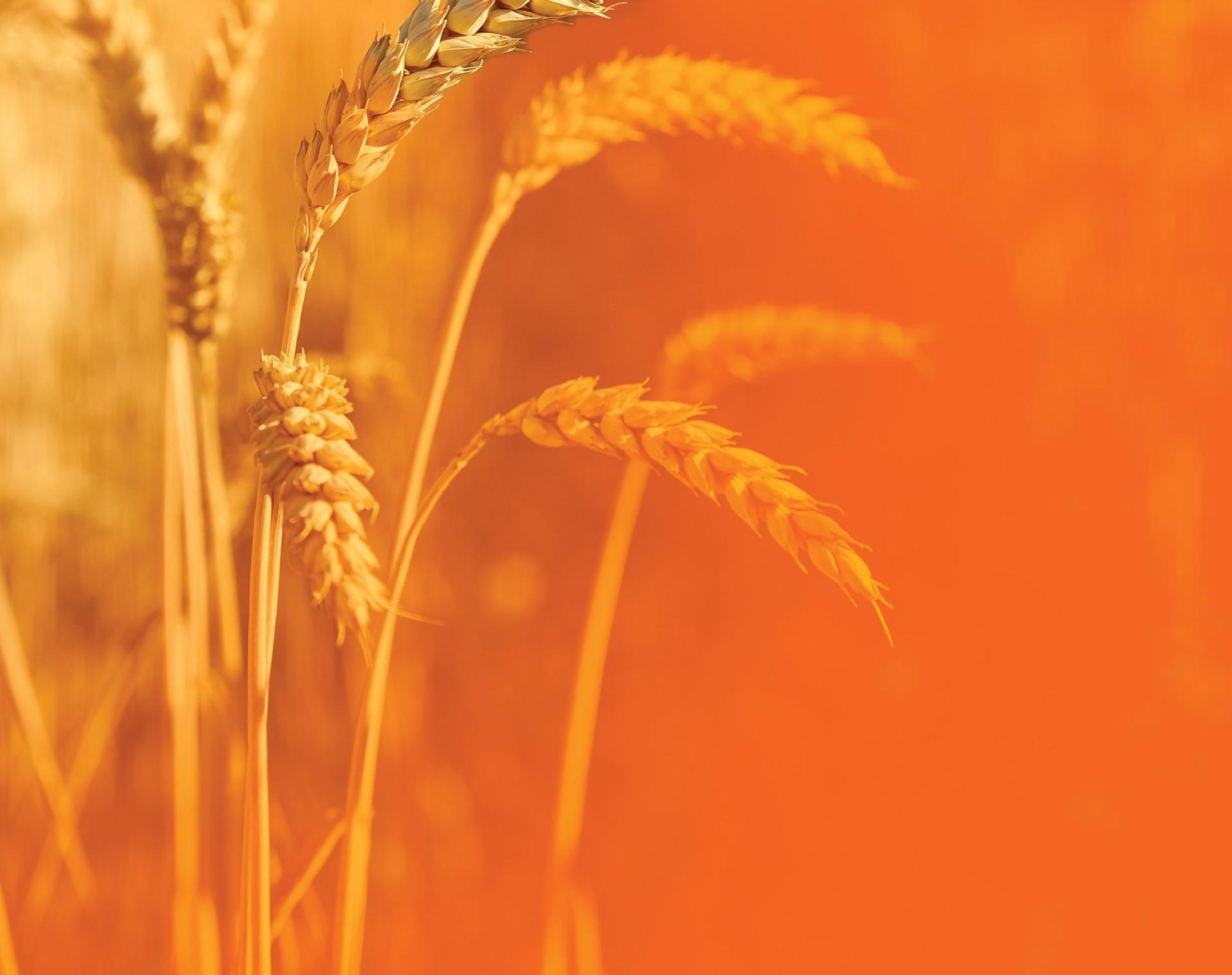Ripe ears of wheat against a warm orange background